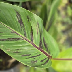 MUSA sikkimensis 'Red Tiger'