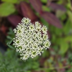 CENOLOPHIUM denudatum