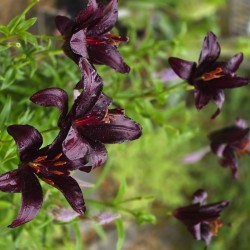 LILIUM 'Nightrider'