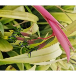 BILLBERGIA nutans 'Lena'