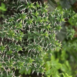 KALIMERIS yomena 'Fuji Snow'