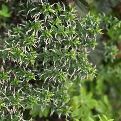 KALIMERIS yomena 'Fuji Snow'