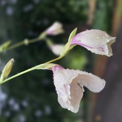 GLADIOLUS papilio
