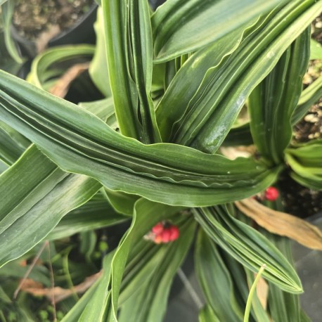 ROHDEA japonica 'Nobori Ryu'