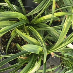 ROHDEA japonica 'Tsuneshige Rokujo'