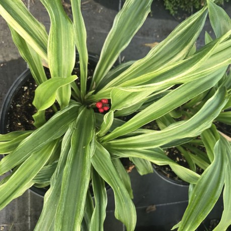 ROHDEA japonica 'Gunjaku'