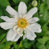 ANEMONE hy. 'Whirlwind'(x)