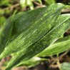 ASPIDISTRA sp. form 'Qingsheng'