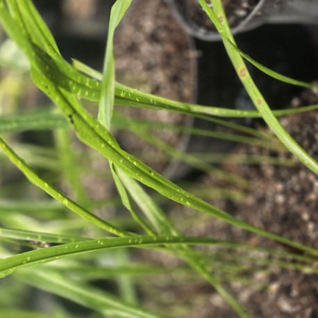 ASPIDISTRA linearifolia 'Leopard'