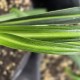 ROHDEA pachynema