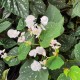 BEGONIA ‘Nanjiang Silver'