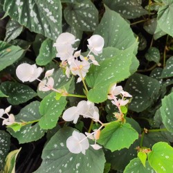 BEGONIA ‘Nanjiang Silver'