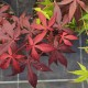 ACER palmatum - SEMIS 2024 (La Roche St Louis)