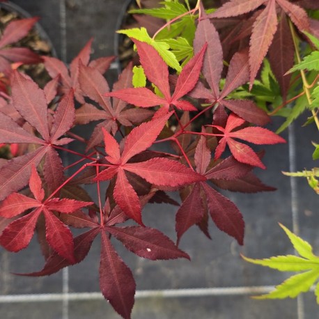 ACER palmatum - SEMIS 2024 (La Roche St Louis)