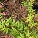 ACER palmatum - SEMIS 2024 (La Roche St Louis)