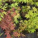 ACER palmatum - SEMIS 2024 (La Roche St Louis)