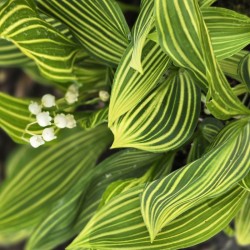 CONVALLARIA m. 'Albostriata'