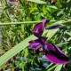 IRIS chrysographes