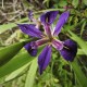 IRIS chrysographes