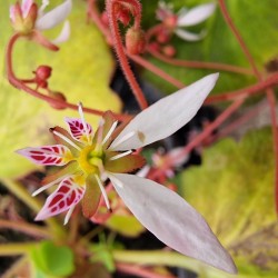 SAXIFRAGA stolonifera 'Harvest Moon'