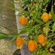 SANDERSONIA aurantiaca