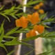 SANDERSONIA aurantiaca