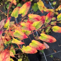 RUBUS ichangensis