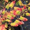 RUBUS ichangensis