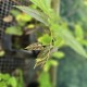 RUBUS ichangensis