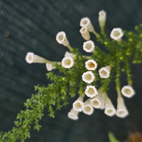 FABIANA imbricata alba
