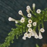 FABIANA imbricata alba