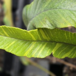 PYRROSIA lingua 'Yabane Fu'
