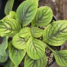 HEMIBOEA subacaulis var. jiangxiensis