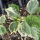 LAPORTEA bulbifera 'Variegata'