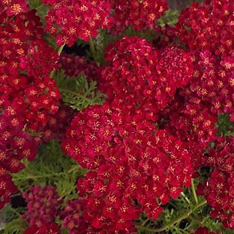 Achillée millefeuille Pomegranate - Achillea millefolium pomegranate