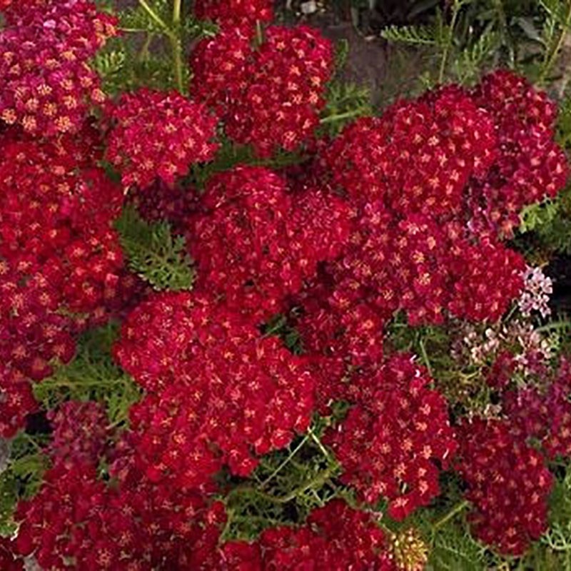 Achillée millefeuille Pomegranate - Achillea millefolium pomegranate