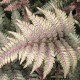 ATHYRIUM niponicum 'Metallicum'