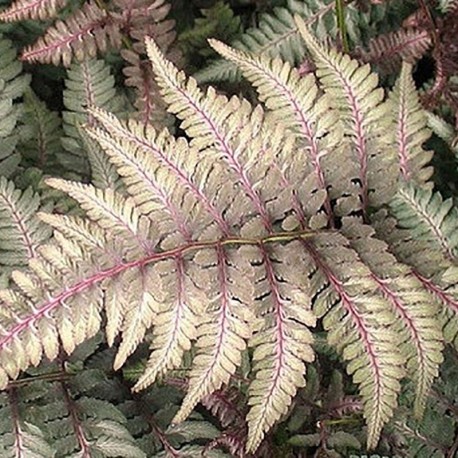 ATHYRIUM niponicum 'Metallicum'