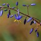 DIANELLA caerulea