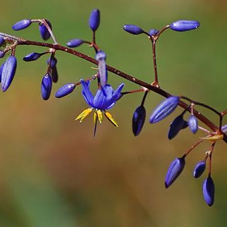 DIANELLA caerulea