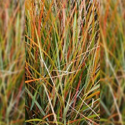 ANEMANTHELE lessoniana 'Sirocco'